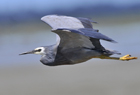 White faced heron2.jpg